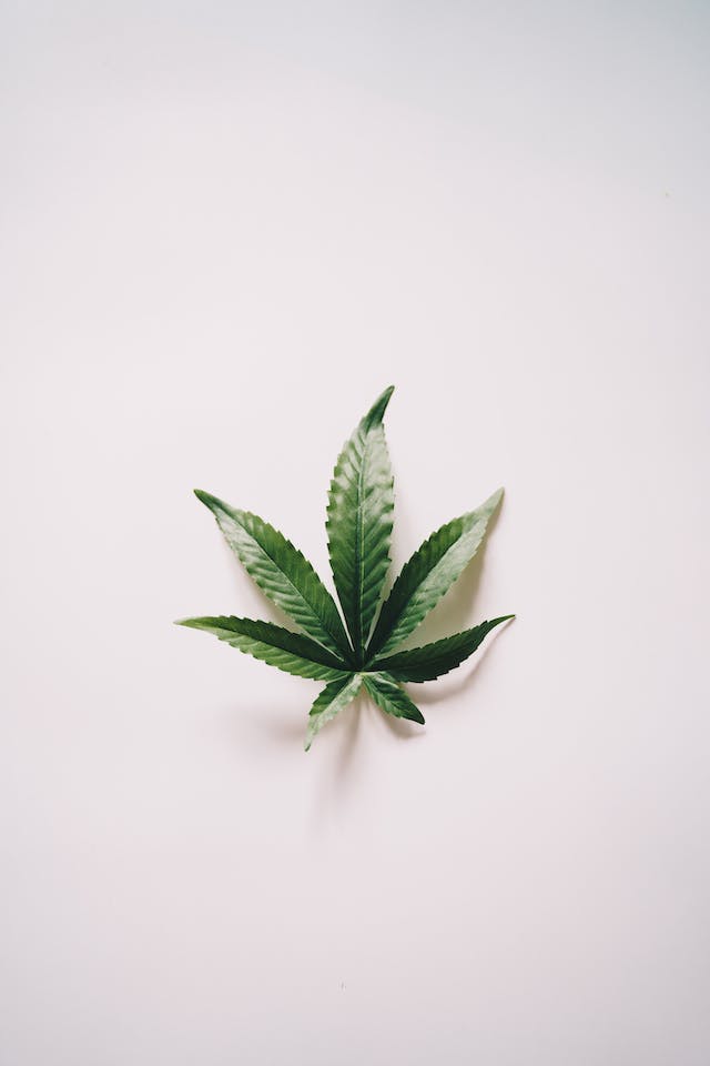 Impact Environnemental de la Culture du Cannabis: Une Analyse des Dangers environnementaux