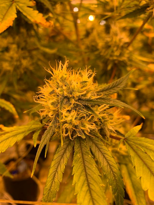 Cannabis et Créativité: Libérer Votre Artiste Intérieur