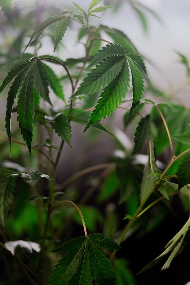 Cannabis et Sexualité : Améliorer l'Intimité Naturellement